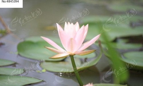 执业中药师挂证长沙网 - 为你提供执业中药师考试科目及内容是什么、执业中药师报名条件